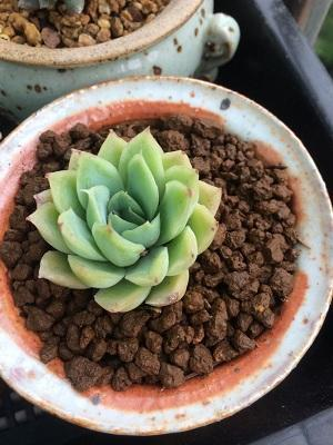 新密市西大街中心幼儿园开展幼儿健康体检工作:华体会体育hth官方网站(图3) hth官网入口