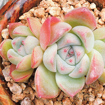 华体会体育hth官方网站