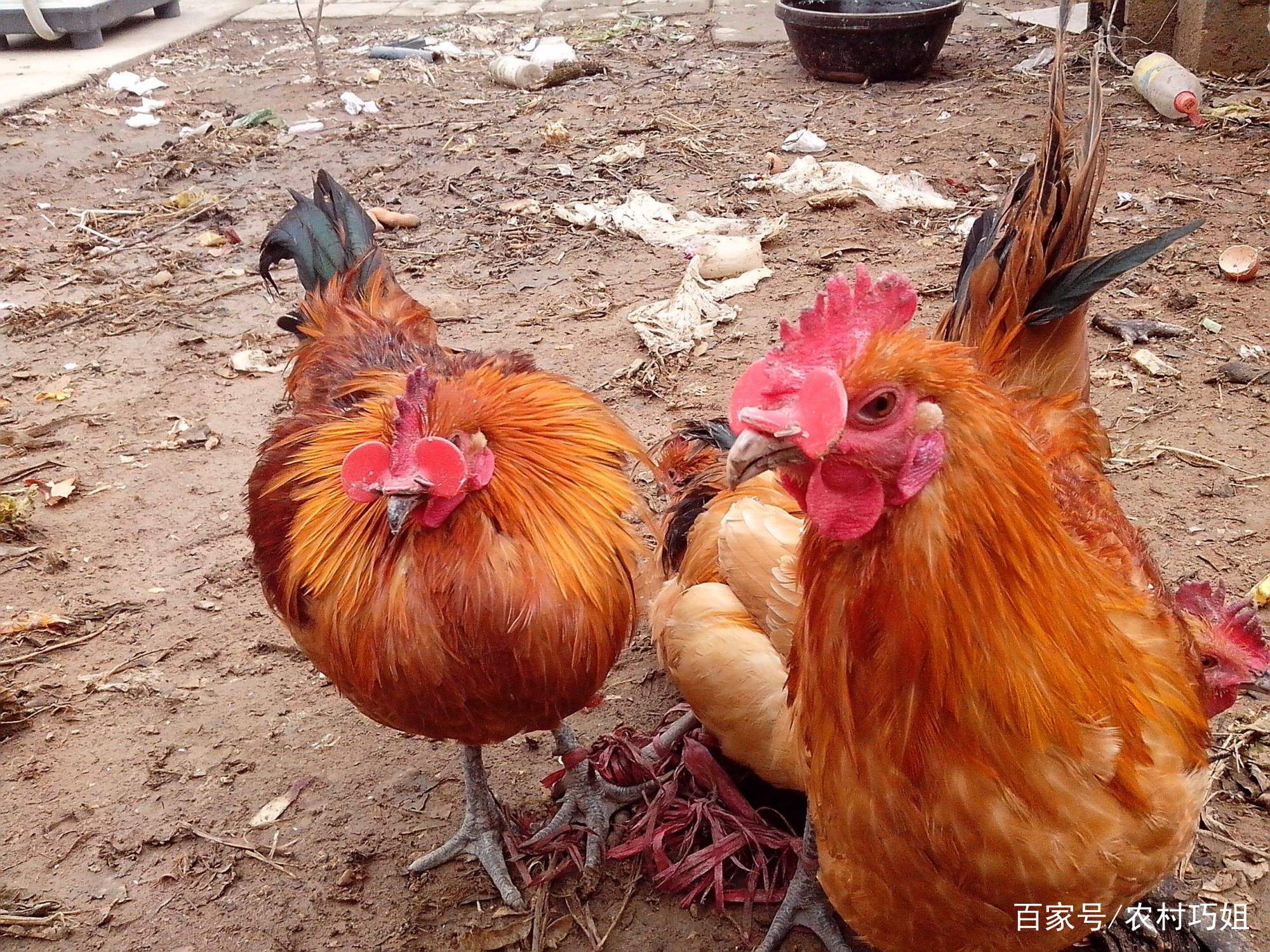 德国著名合唱指挥克莱门斯·克尼希走进芳草小学交流国际音乐教学：华体会体育hth官方网站