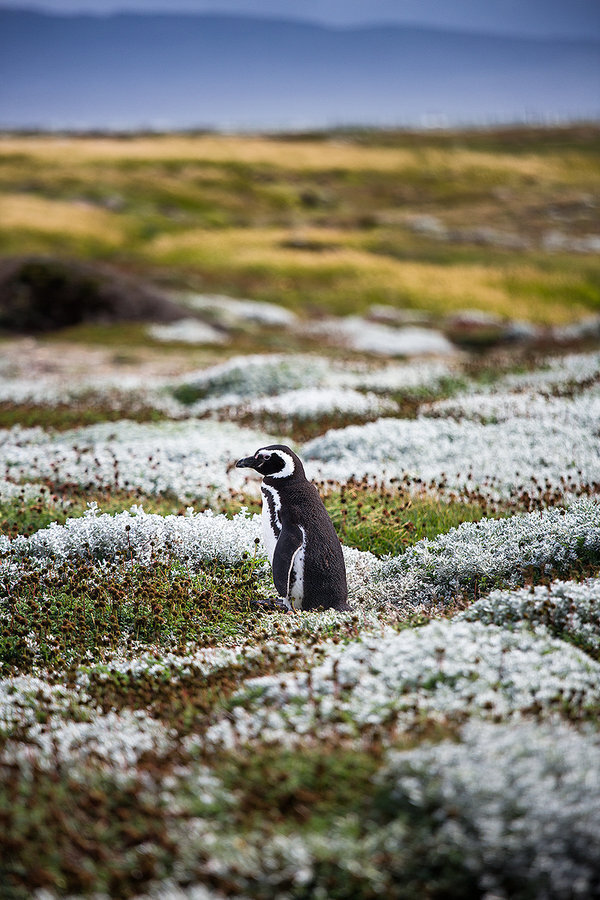 泡小境界美术社团课程:手绘插画:hth官网入口