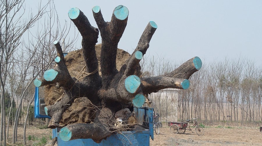 华体会体育hth官方网站|崇州市教培中心到燎原小学进行考核(图2) hth官网入口