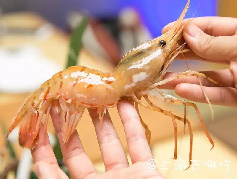 华体会体育hth官方网站|开罗游戏再次来袭 《大航海探险物语》目标成为海贼王的男人！