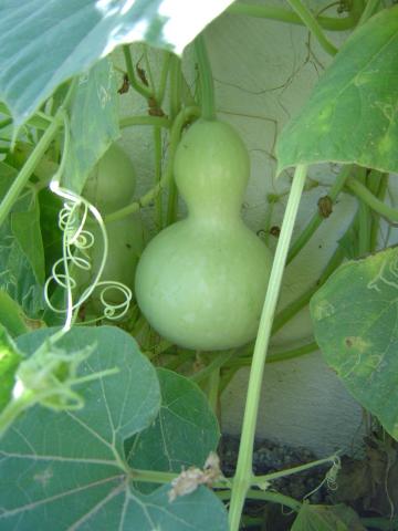 hth官网入口:珍珠已经很累了,它只想安安静静地呆在奶茶里(图3) 华体会体育hth官方网站