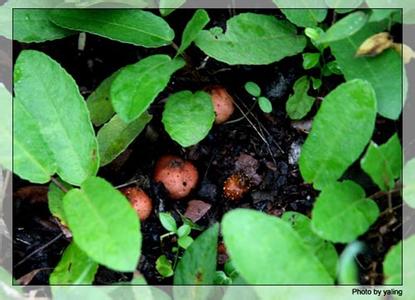 hth官网入口-四格漫画《植物大战僵尸2》我要参加世界杯了