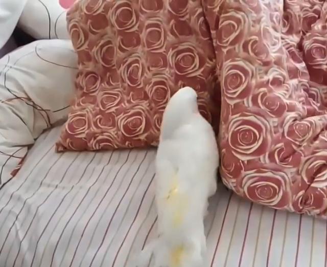 成都市天回实验小学校:开学安全大检查新风新貌保平安-华体会体育hth官方网站(图3) hth官网入口