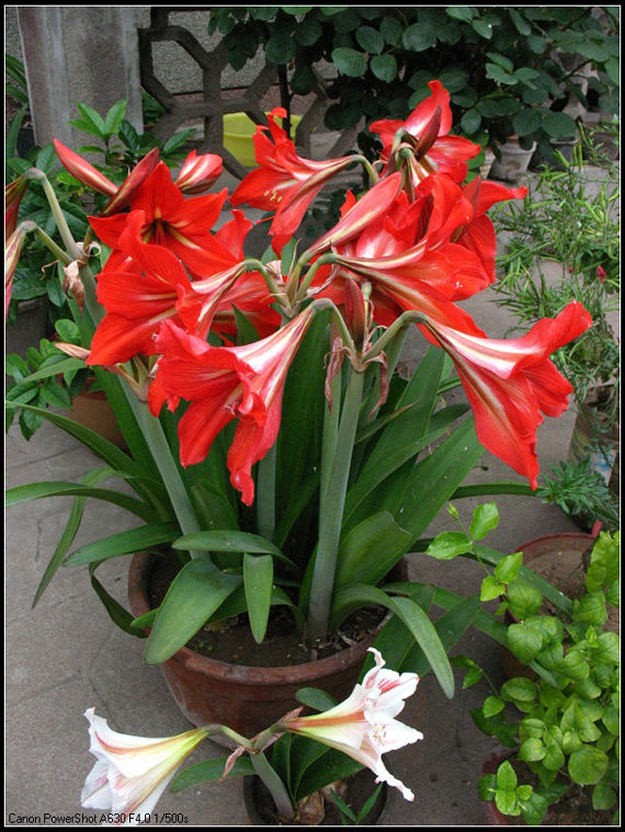 “华体会体育hth官方网站”天回二小:金钱板走进社区“非遗”演出《我们的家园》(图2) hth官网入口