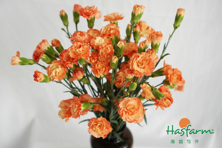 创造与冒险，有限玩法中带着无限可能的《手工星球》_华体会体育hth官方网站